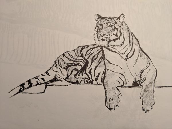 Drawing of a lounging tiger